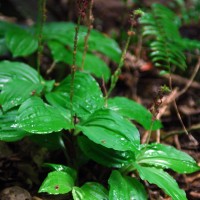 Crepidium purpureum (Lindl.) Szlach.